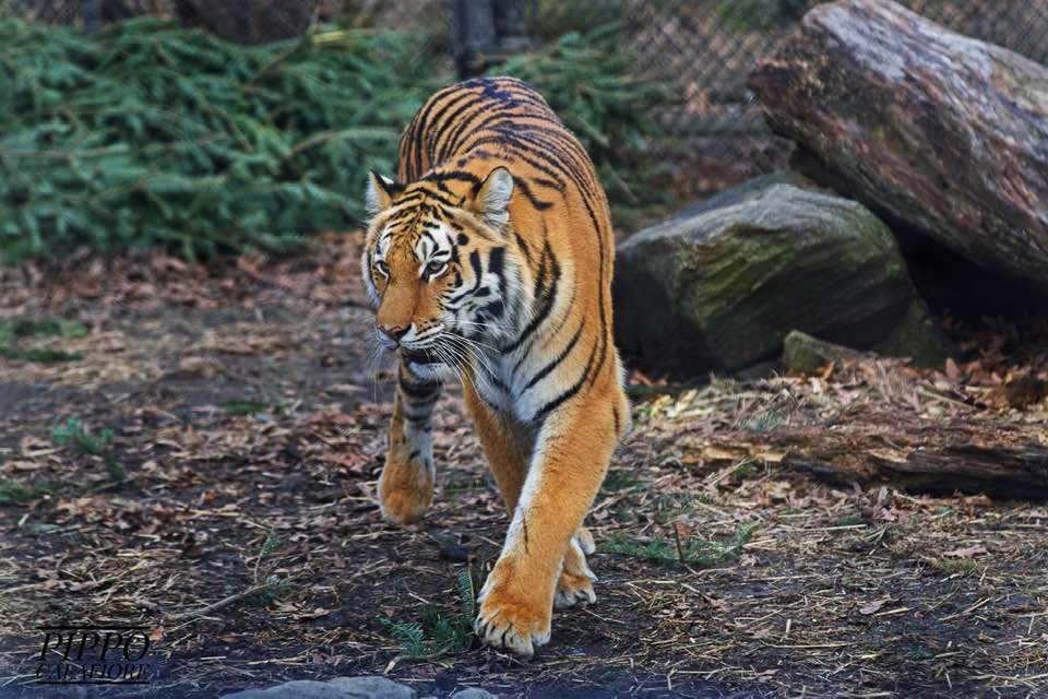 An orange, black and white striped tiger approaches the camera and looks off to the distance.
